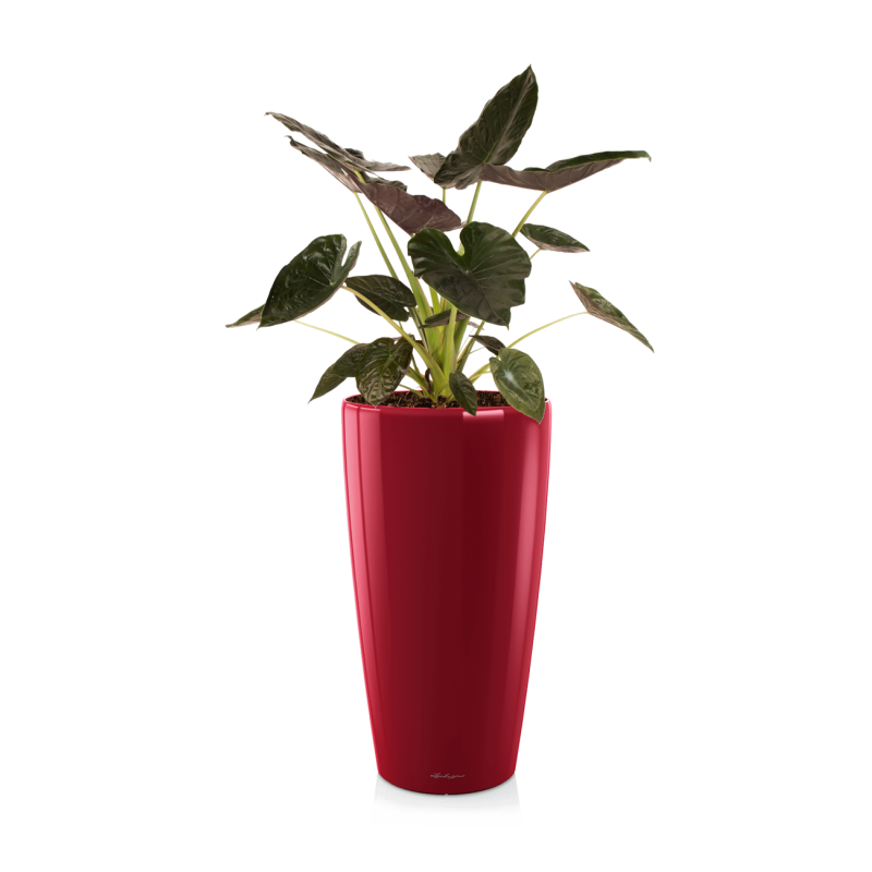 Alocasia Wentii in watergevende Rondo rood