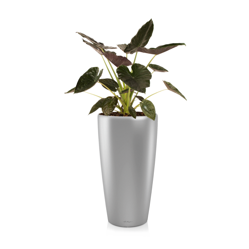 Alocasia Wentii in watergevende Rondo zilver