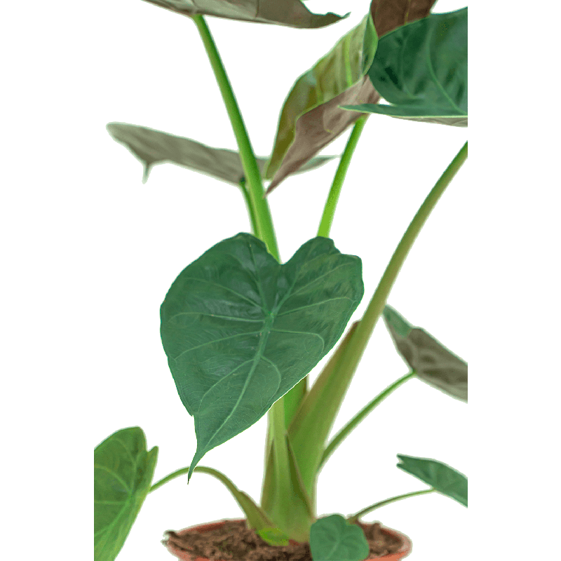 Alocasia Wentii in watergevende Rondo antraciet