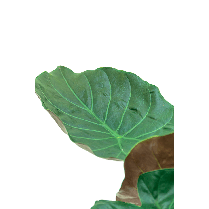 Alocasia wentii 