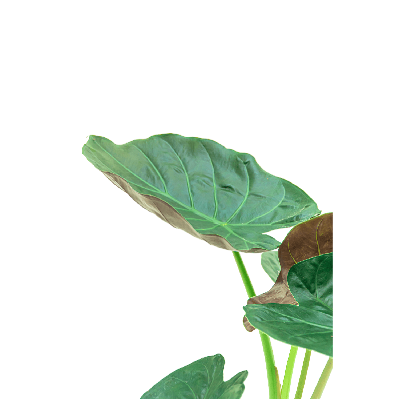 Alocasia Wentii in watergevende Rondo zilver