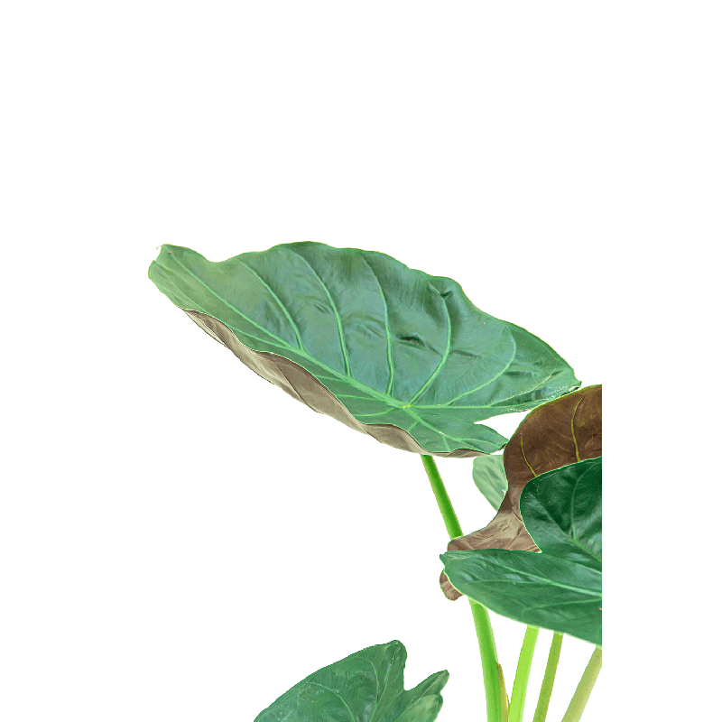 Alocasia Wentii in watergevende Rondo taupe