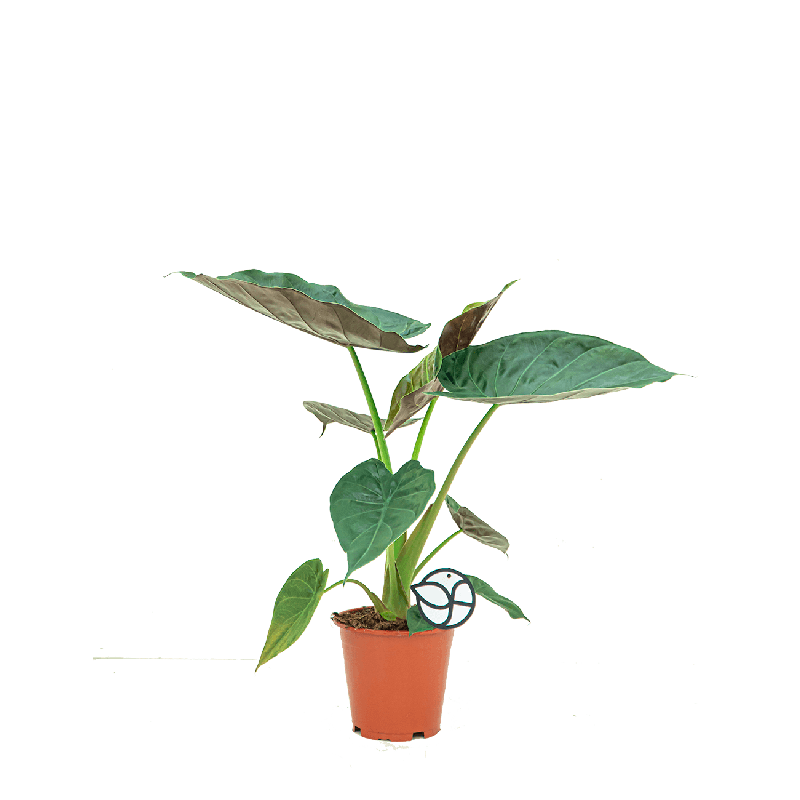 Alocasia wentii 