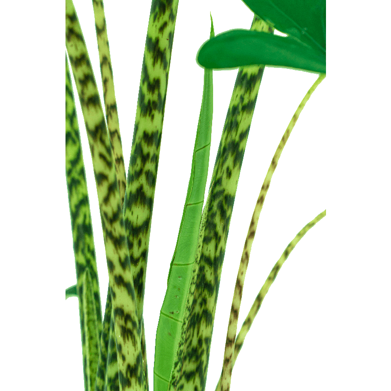 Alocasia zebrina in Terra Cotta
