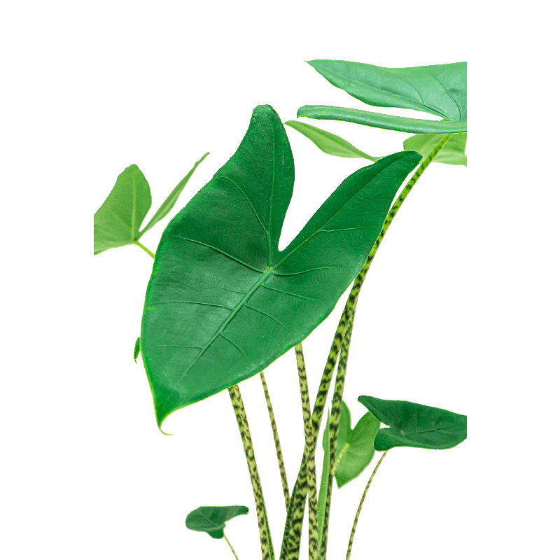 Alocasia zebrina in Terra Cotta