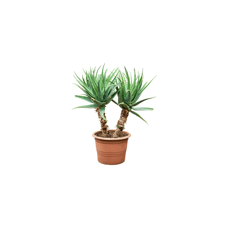 Aloë arborescens op stam