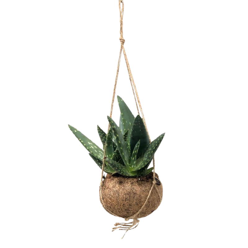 Aloe paradisicum in Kokodama
