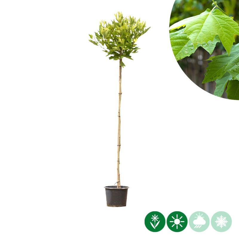 Platanus Alphen's Globe