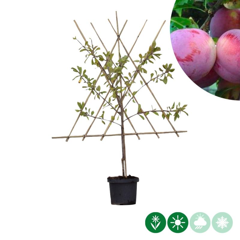 Prunus  Claude D'Althan - leiboom