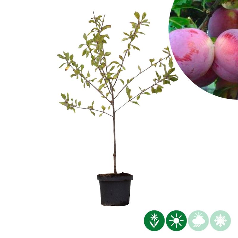 Prunus Reine Claude d'Althan