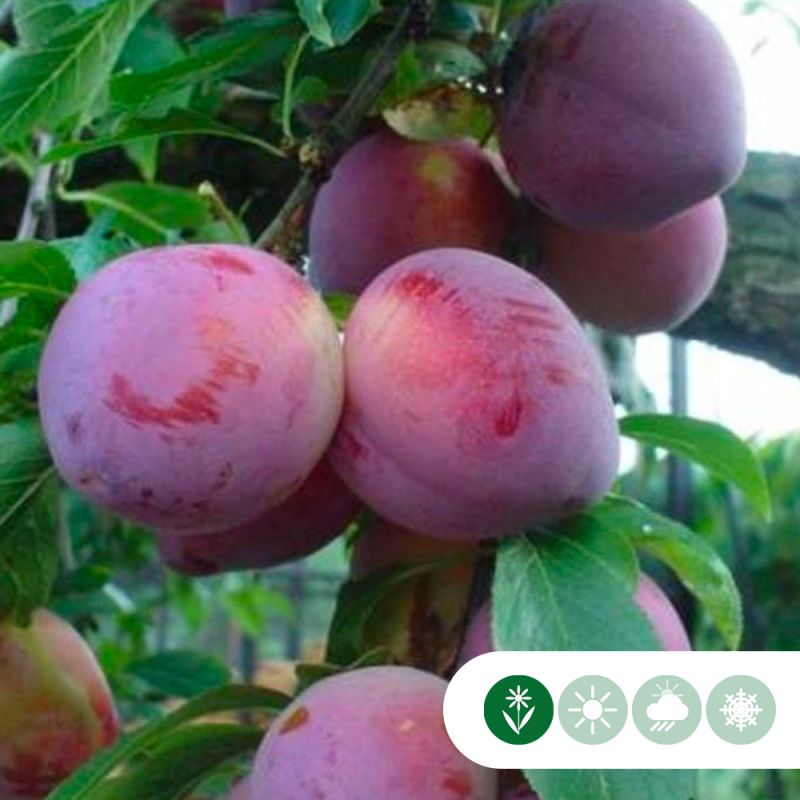 Prunus Claude D'Althan - leiboom hoogstam