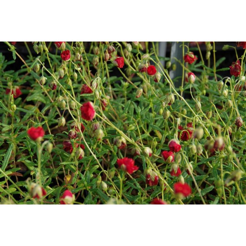 Helianthemum Amabile Plenum