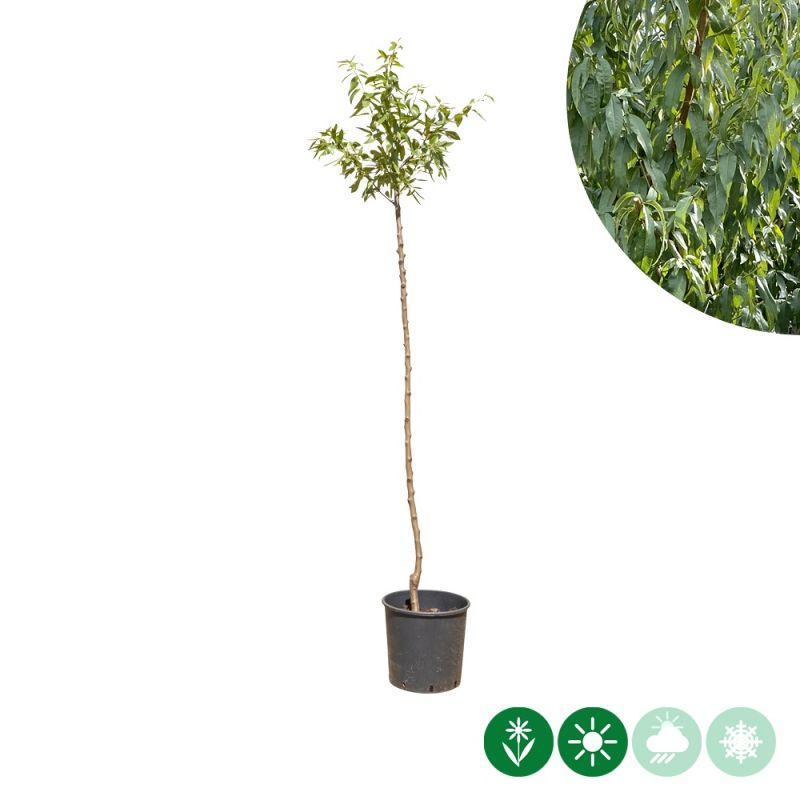 Prunus dulcis