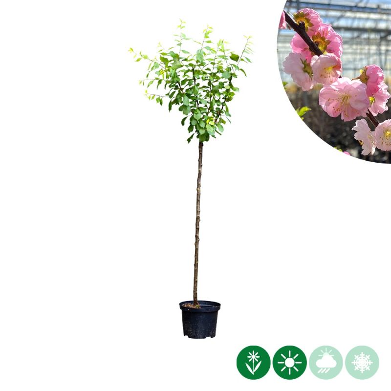 Prunus triloba