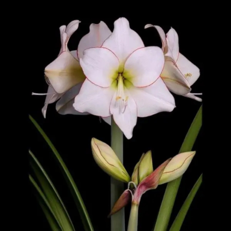 Amaryllis bol Picotee