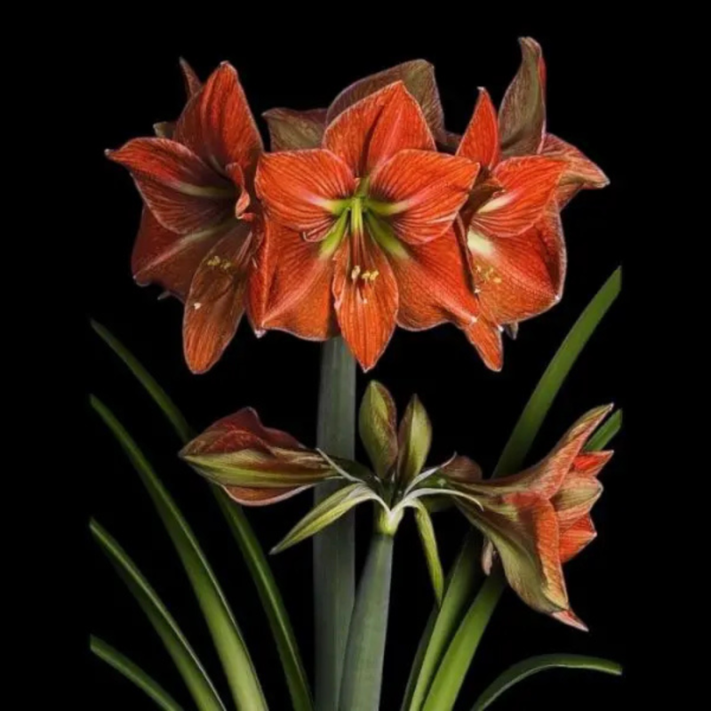 Amaryllis bol Terra Cotta Star