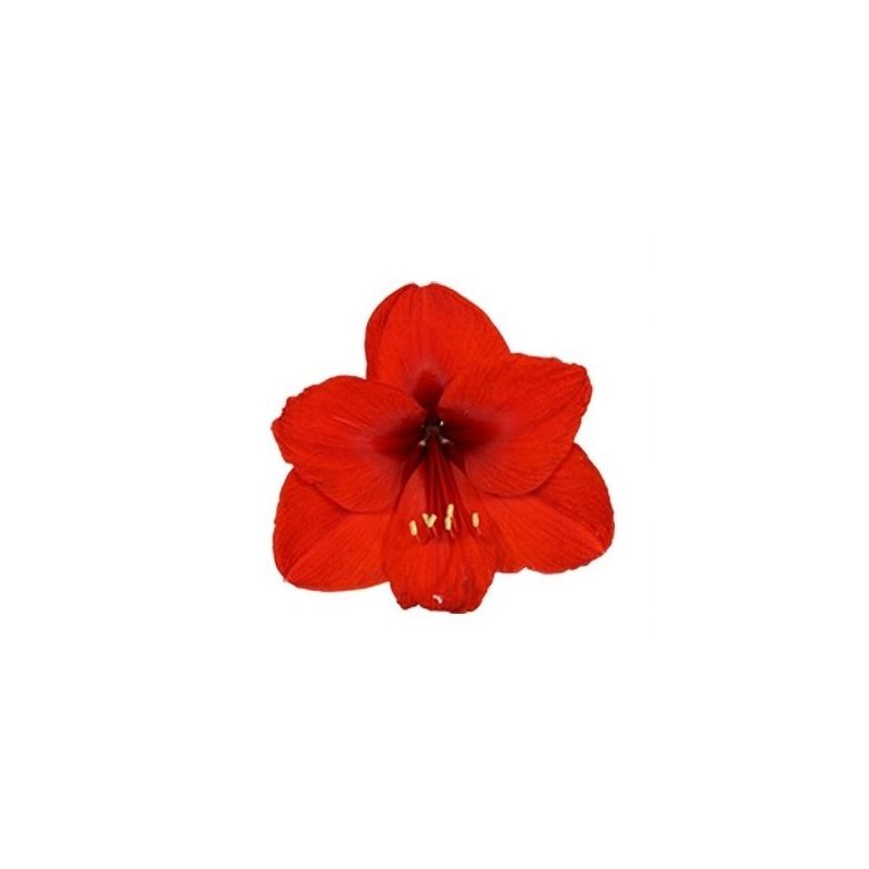 Amaryllis Bol Rood