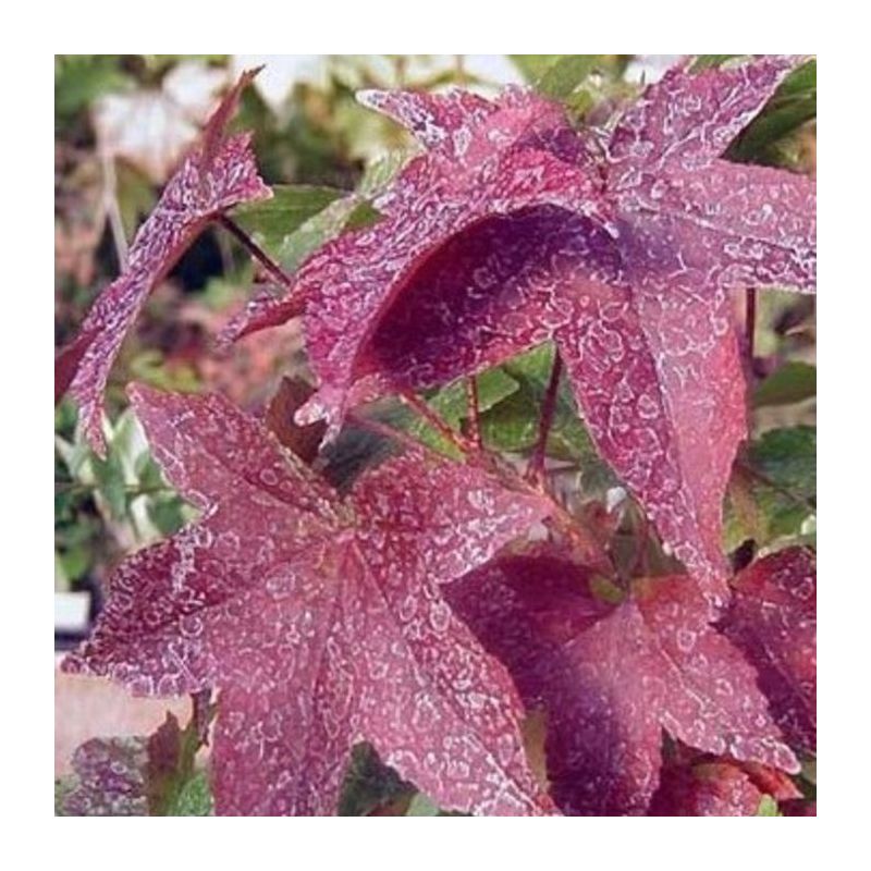 Liquidambar Gum Ball - bolboom