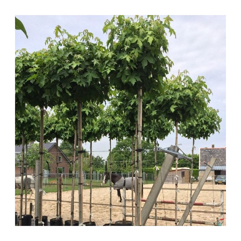Liquidambar Styraciflua Gum Ball