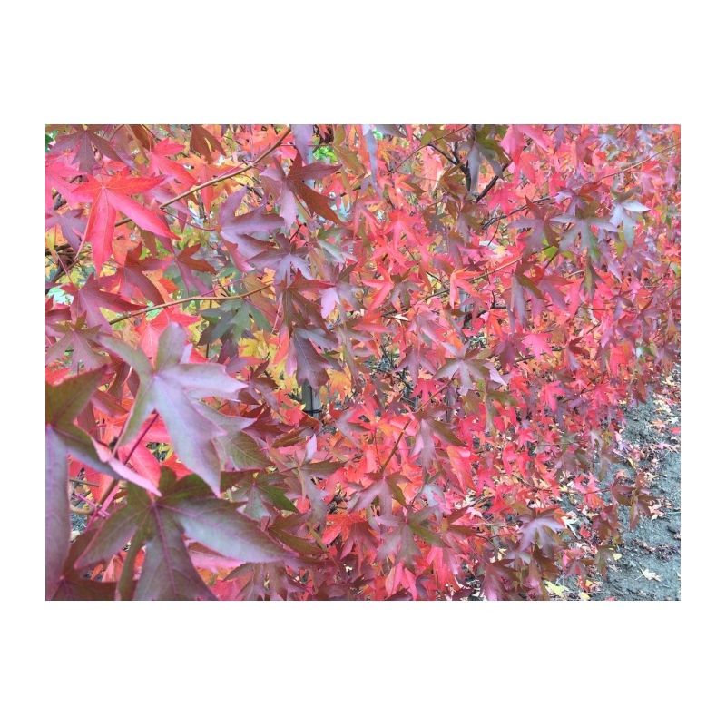 Liquidambar Styraciflua 'Worplesdon'