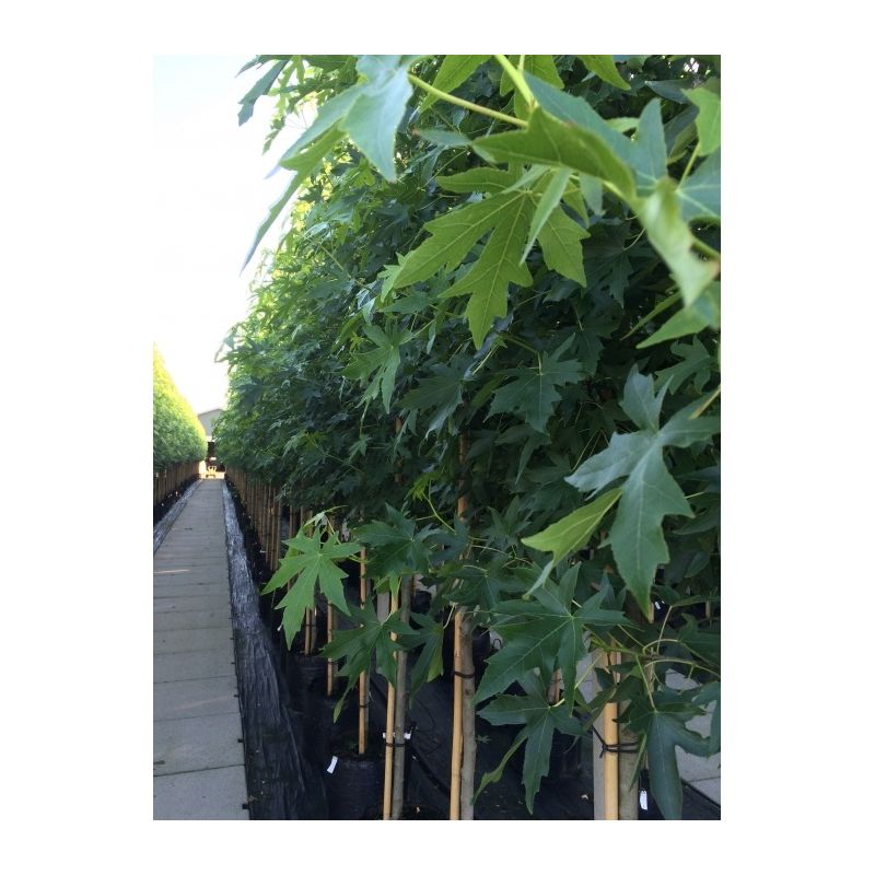 Liquidambar Styraciflua 'Worplesdon'