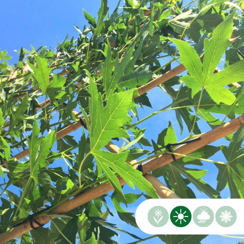 Liquidambar Worplesdon - leiboom laagstam