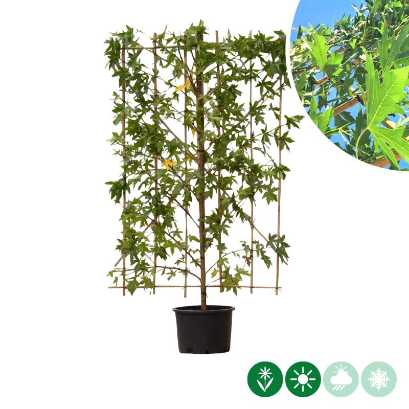 Liquidambar Worplesdon - haagelement