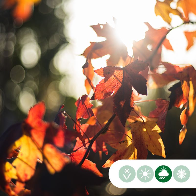 Liquidambar styraciflua - meerstammig