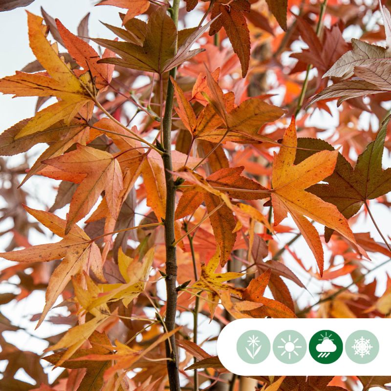 Liquidambar styraciflua - meerstammig