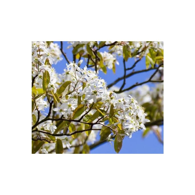 Amelanchier Arborea 'Robin Hill'