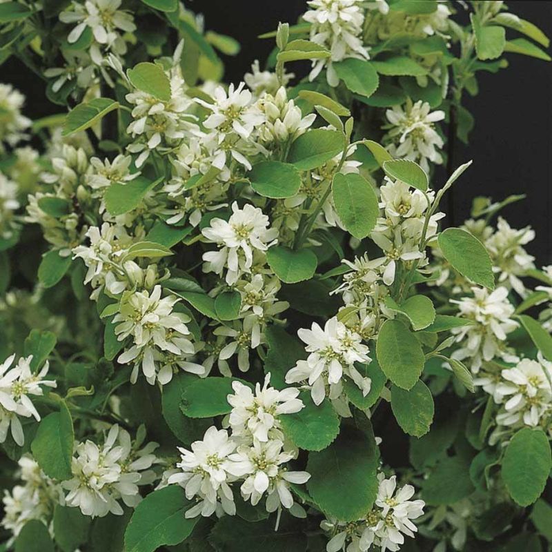 Amelanchier Lamarckii - leiboom