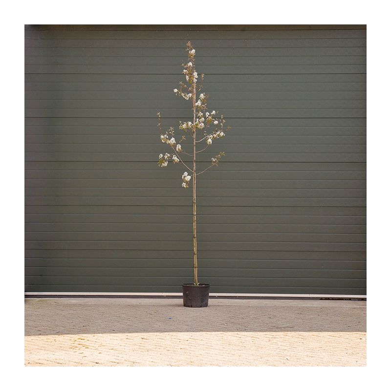 Amelanchier Lamarckii