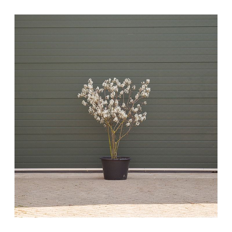 Amelanchier lamarckii - meerstammig 