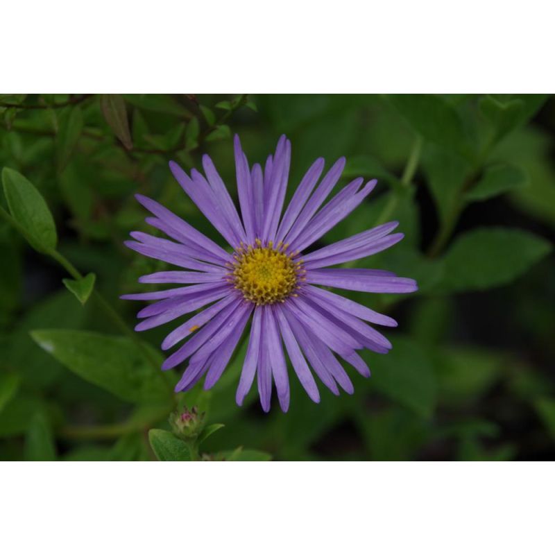 Aster amellus 'Rudolf Goethe'