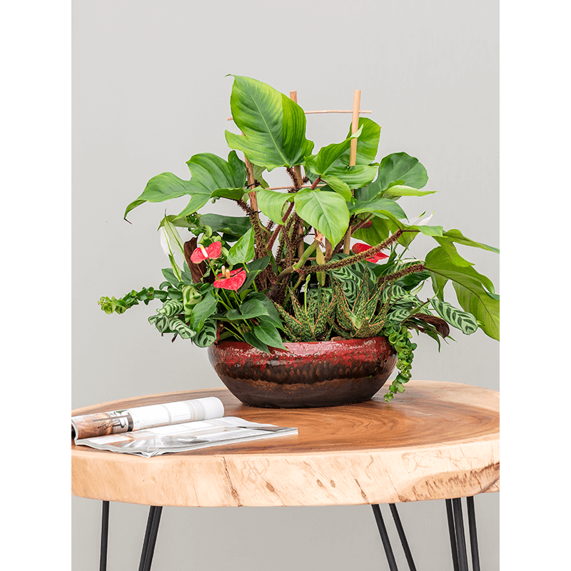 Amora Bowl Black Red