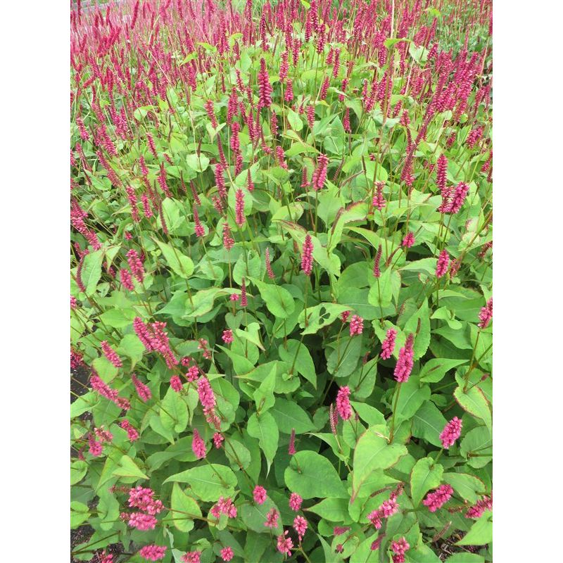 Persicaria amplexicaulis 