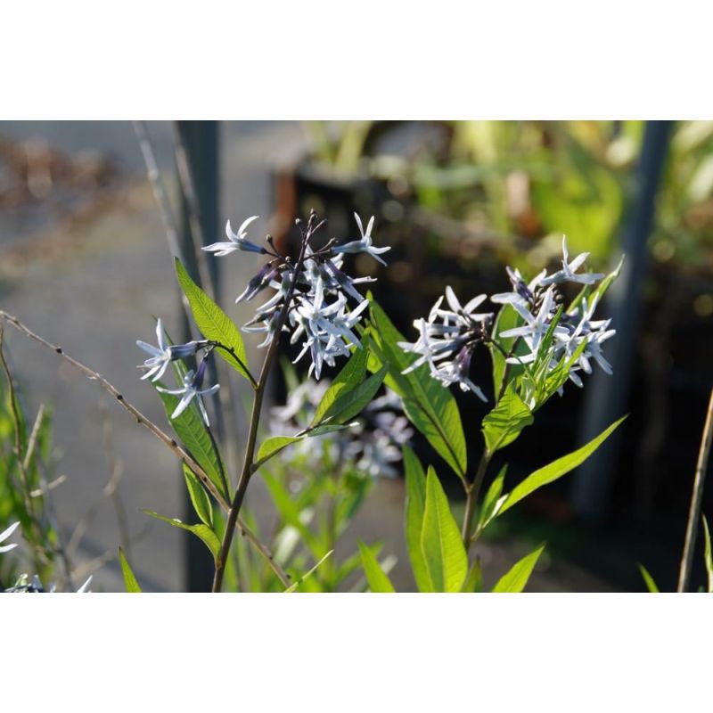 Amsonia Blue Ice