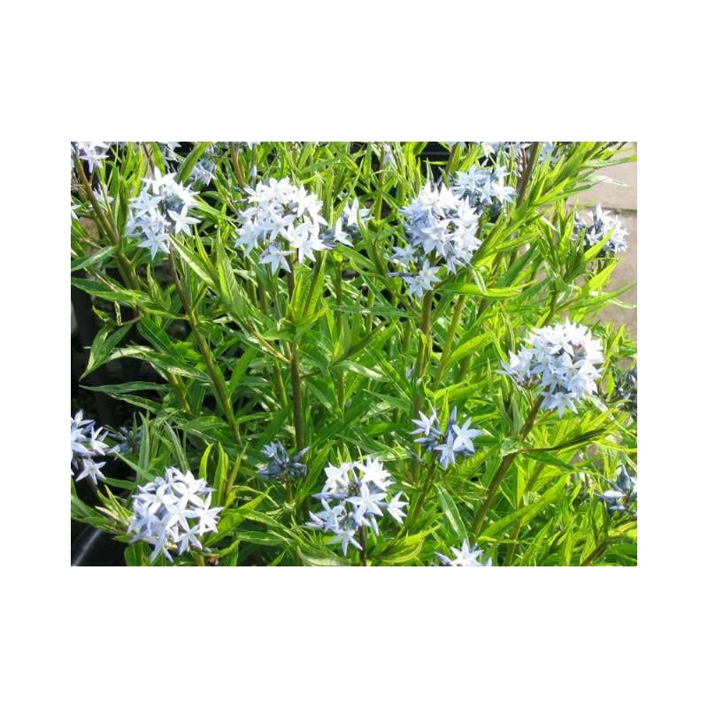 Amsonia ciliata