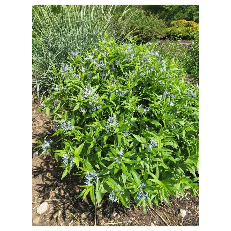 Amsonia tabernaemontana salicifolia