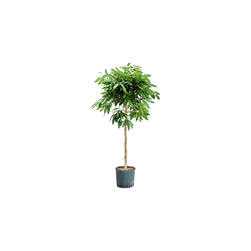 Ficus Amstel King op stam