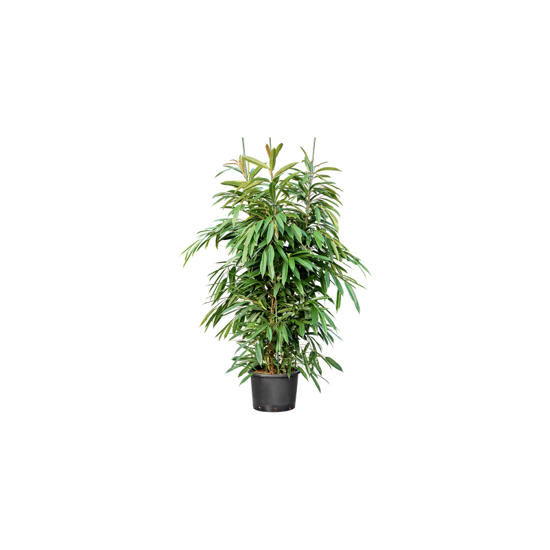 Ficus Amstel King toef