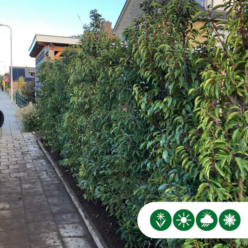 Prunus Angustifolia - haag