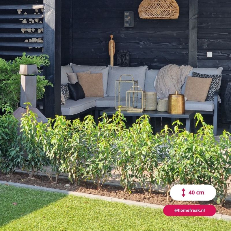 Prunus Angustifolia - haag