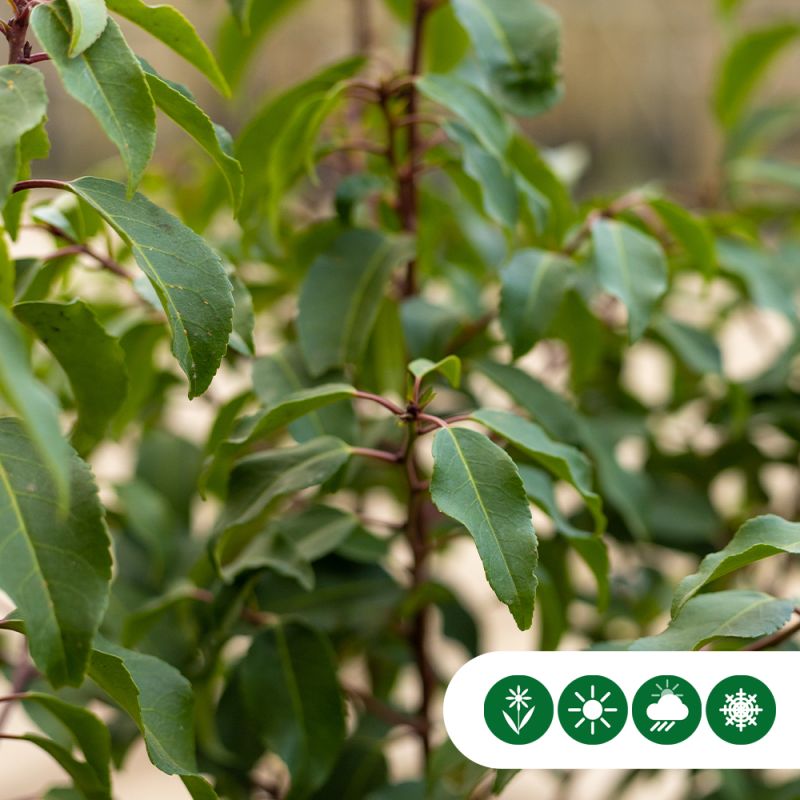 Prunus Angustifolia - haag