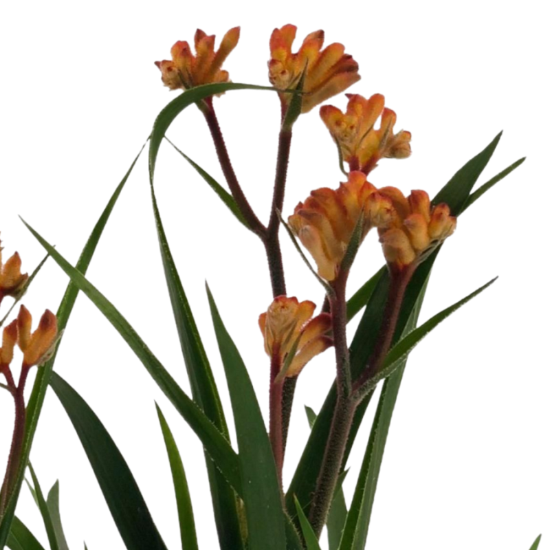 Anigozanthos Beauty Orange