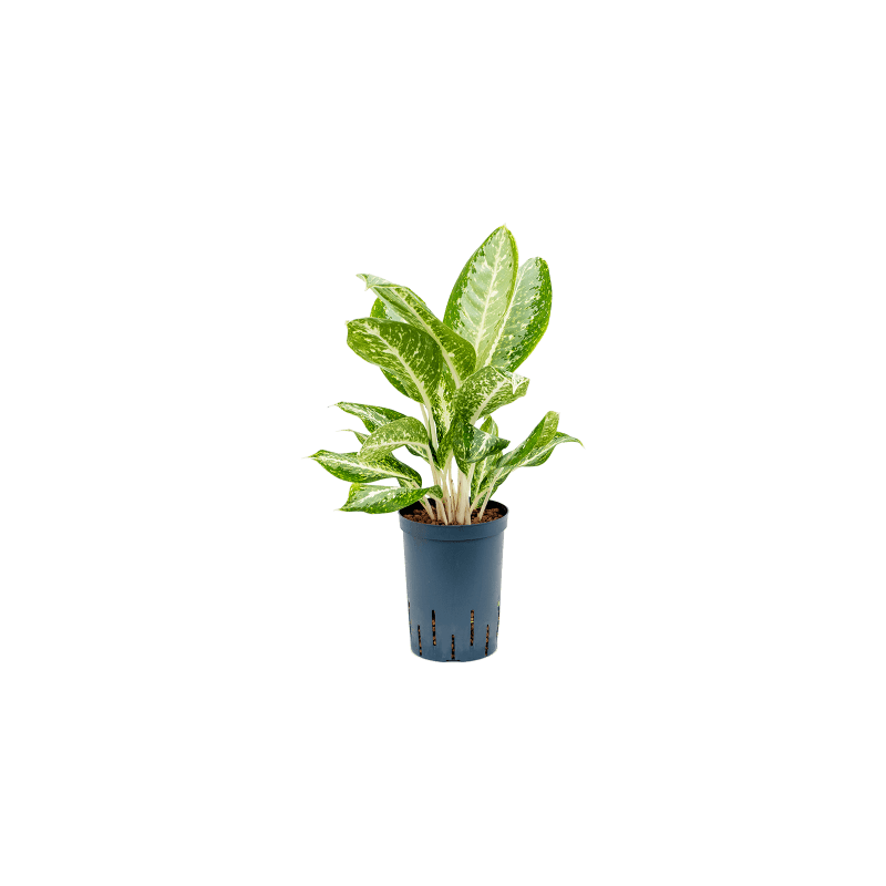 Aglaonema Anouk
