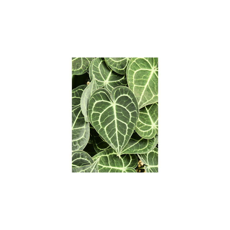 Anthurium Clarinervium - bims