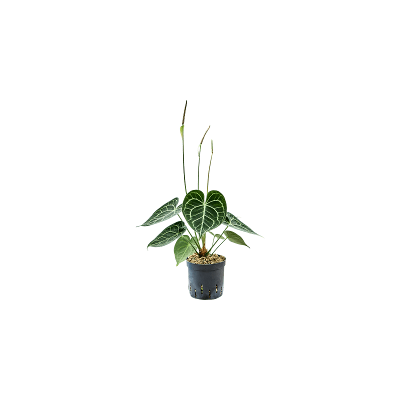 Anthurium Clarinervium - bims