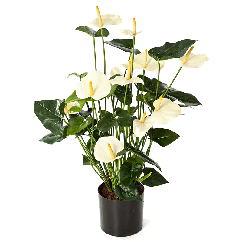 Anthurium de Luxe White - kunstplant