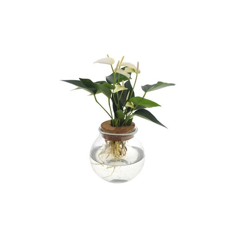 Anthurium Wit in bolglas 